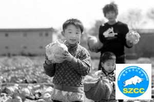 卷心菜贱价伤农之症(组图)