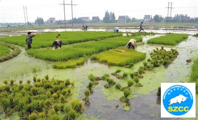 长江淮河旱情影响电煤运输或加剧电荒
