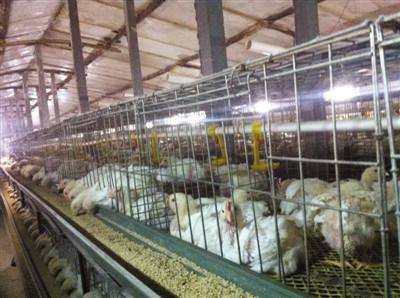 北京全面排查快餐鸡约谈肯德基了解食材